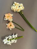 Heirloom Narcissus