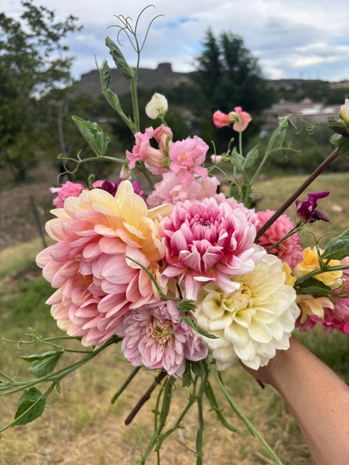 6 Week Dahlia CSA - Bouquet Subscription