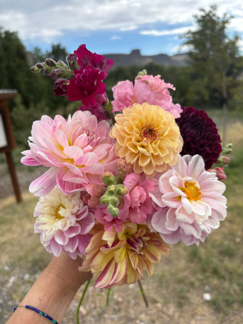 4 Week Dahlia CSA - Bouquet Subscription